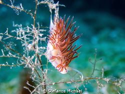 Pilgrim Hervia - Cratena peregrina by Stefanos Michael 